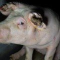 Granjas alemanas con "sello de calidad", desenmascaradas por maltrato animal