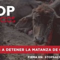 Igualdad Animal lanza campaña contra el mayor sacrificio religioso del mundo