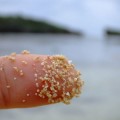 Una playa con granos de arena con forma de estrellas, en Japón (Isla Iriomote)