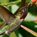 La maldición del colibrí: estar siempre a una hora de morir