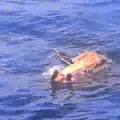 Investigan video de asesinato en alta mar [ENG]
