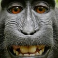 Asunto resuelto: Los tribunales dicen que el selfie del mono no puede tener Copyright