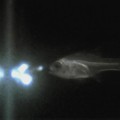 El fenómeno de peces que escupen crustáceos luminosos