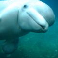 Por qué este vídeo de una beluga jugando con niños es en realidad muy triste [EN - traducción en comentarios]