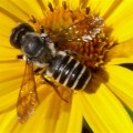 El genoma de las abejas revela que la especie se originó en Asia y no en África como se pensaba