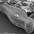 Réplicas transparentes de diatomeas fabricadas con grafeno