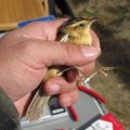 Detectan de nuevo el carricerín cejudo en la laguna de Gallocanta, el ave de pequeño tamaño más amenazada de Europa