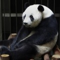 Una osa panda de China finge su embarazo para ganar panecillos y bambú