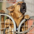 Los perros recogen información de los ladridos de  otros [eng]