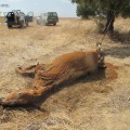 Ata a su caballo a un árbol y lo deja morir de hambre