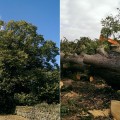 Un árbol ancestral de más de 250 años es talado por Aldi para instalar un supermercado (ENG)