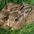 Condenado por cazar conejos con un equipo de combate