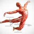 6 curiosidades de los músculos