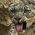 Filman por primera vez al leopardo de las nieves en la montaña más alta del mundo