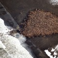 35.000 morsas varadas en una playa de Alaska al no encontrar hielo firme [ENG]