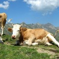 ADN revela que las vacas eran casi imposibles de domesticar