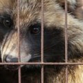 Nueva investigación de Igualdad Animal en granjas de perros mapache en China