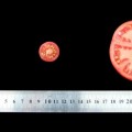 Así hemos moldeado genéticamente el tomate en los últimos 10.000 años
