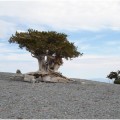 Los guardianes de Prometeo, el árbol más antiguo del mundo