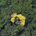 La nueva caoba expoliada del Amazonia entra  impunemente en España