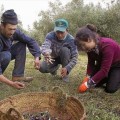 La persecución del rebusco amenaza el sustento de miles de familias en Extremadura