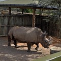 Con la muerte de un ejemplar en Kenia quedan solo seis rinocerontes blancos norteños en el mundo [ENG]