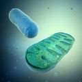 Las mitocondrias fueron 'parásitos energéticos' antes de ser los motores de las células (ING)