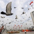 Las autoridades chinas buscan bombas en los culos de 10.000 palomas (ENG)