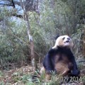 Investigadores de WWF descubren finalmente cómo se masturba el oso panda  (contiene imágenes y vídeo)