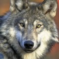 ¿Por qué en España quieren matar a casi 200 lobos?