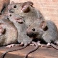 FNAC sanciona a 2 delegados de CGT por denunciar en Inspección existencia de ratones [cat]