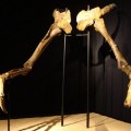 El dinosaurio de brazos gigantes ya tiene cuerpo después de 50 años