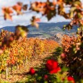 Los viñedos de La Rioja y sus colores otoñales