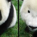 ¿Cómo sería un oso panda sin ojeras?