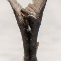 Impresionante foto de un águila pescadora lanzándose para una inmersión