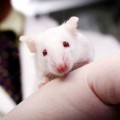 Científicos revierten el proceso de envejecimiento en ratones; las primeras pruebas en humanos son prometedoras [ENG]