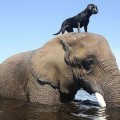 Las 15 amistades más inusuales del mundo animal