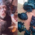 Bebé chimpancé rodeado de los restos mutilados de su familia en una redada contra traficantes de animales