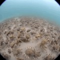 Un vistazo submarino a la migración de miles y miles de cangrejos araña