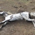 Imputado por maltrato animal el dueño de unos quince caballos localizados en "desnutrición extrema" en Jarilla