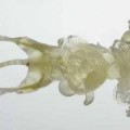 Así son los ratones transparentes creados por científicos japoneses (fotos)