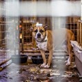 Rescatan cerca de 100 perros de "raza" criados para la venta, terriblemente maltratados