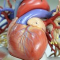 Desvelan qué pasa en un corazón infartado, algo clave para elegir tratamiento