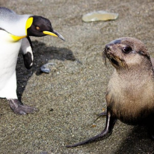 Descubren a focas teniendo sexo con pingüinos (ENG)