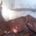 Hallan 2 caballos muertos y 40 desatendidos en un club hípico de Okendo