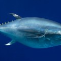 El sushi coloca al atún rojo del Pacífico al borde de la extinción [EN]