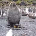 Descubren a leones marinos copulando con pingüinos