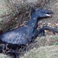 Probablemente el mayor caso de abandono y maltrato animal en Euskadi