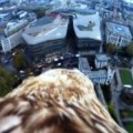 Graban un espectacular vídeo de Londres desde el aire gracias a Darchan, un águila imperial