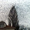 Video: explosión de pájaros en Holanda